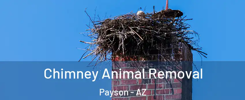 Chimney Animal Removal Payson - AZ