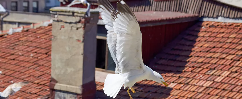 Residential Chimney Animal Removal Solution in Payson, AZ
